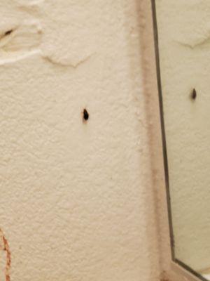 Roaches on the walls