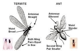 Ants vs Termites