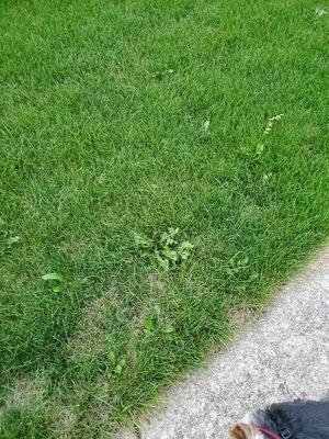 How my lawn issue first started.