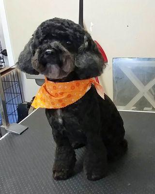 Tyrone: Miniature Poodle