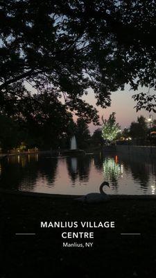 The Manlius Swan Pond