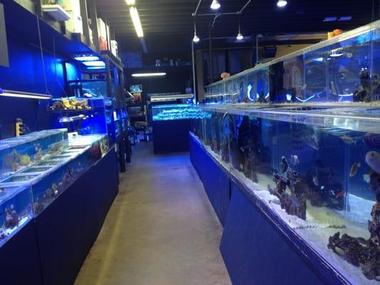 This is my 1 STOP SHOP for all my Saltwater Tank needs ; I love this place + EXCELLENT PRICES & great advice !!!!