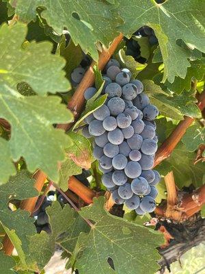 Obelisco grapes