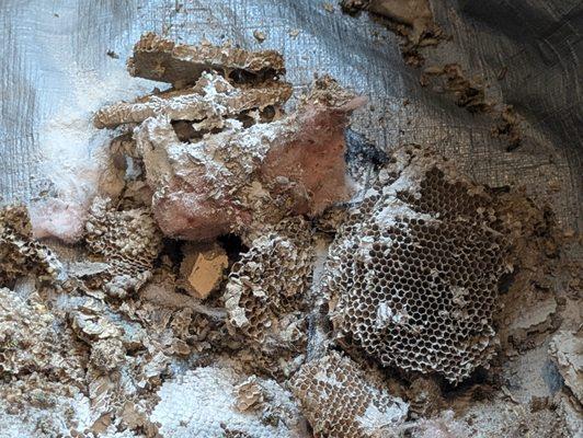 Yellow jacket nest that Steve removed from living room wall. He said they had been working on it for around 18-24 months.