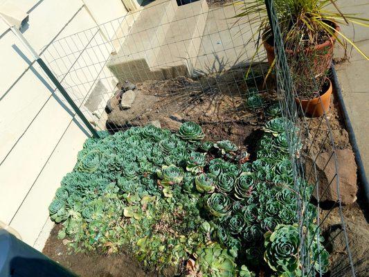 They trampled over my wife's succulents after she offered to move them. They claim they were no where in the way! Wrong!