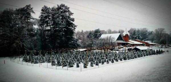 Our tree lot covered in snow