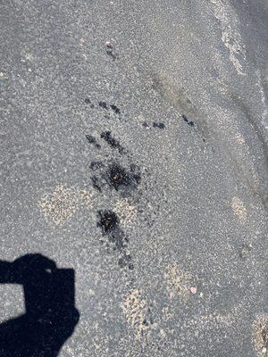 Oil leak following service. Unacceptable!