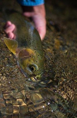 A beautiful NF Coeur d'Alene River Westslope Cutthroat.