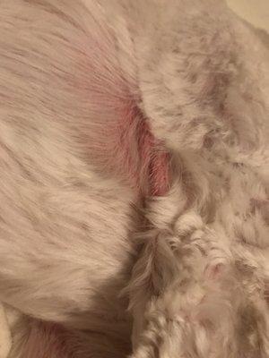 They cut my puppy and denied it