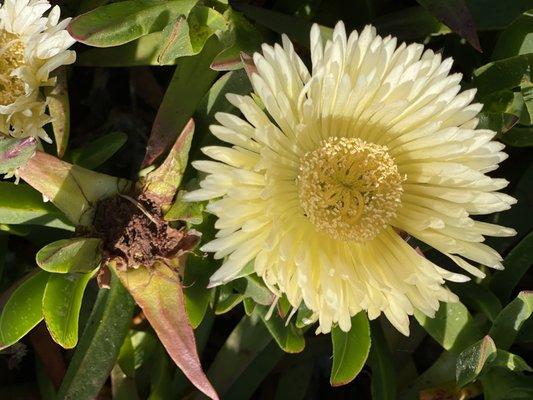 A flower along the walk.