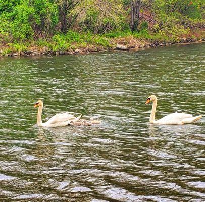 4 cygnets arrived! - (5/6/2020 )