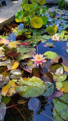 Beautiful water garden!