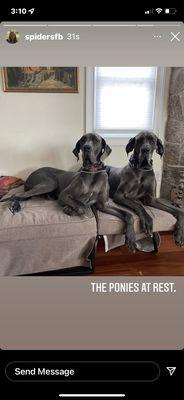 My two female Great Danes