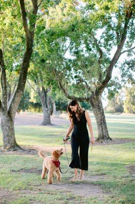 Goldendoodle puppy