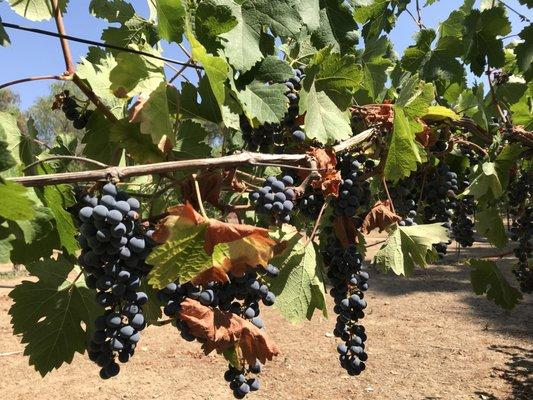 Vineyard close up. Almost harvest time!