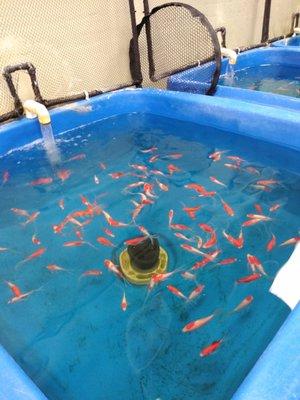 Sarasa Comet Goldfish about three inches.