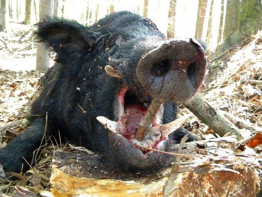 Big Tooth Russian Boar-Hog Wild USA