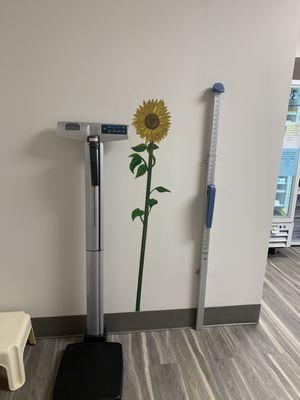 Are you as tall as the sunflower?