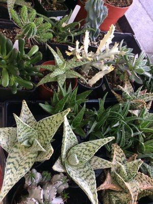 Succulent selection