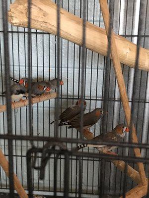 These zebra finches are adorable and just $10.