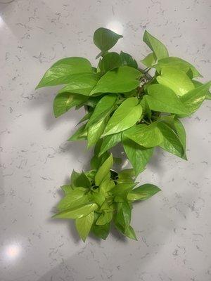 Neon Pothos