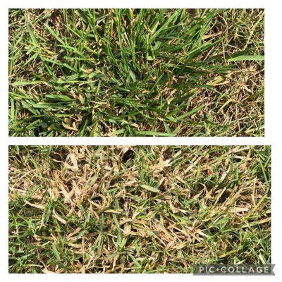 Top picture green crab grass. Bottom picture wilting dying crab grass. Lawn Doctor treated my lawn 5 days ago.