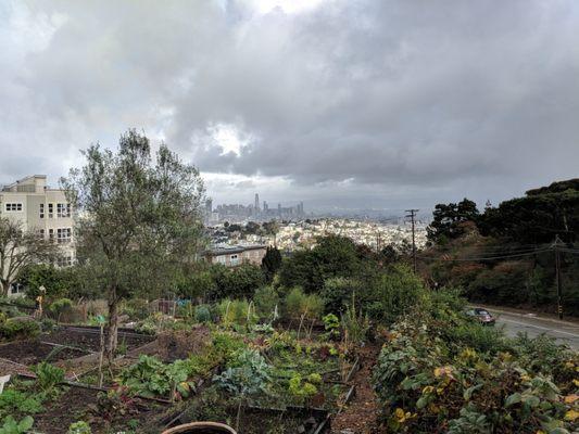 Clipper Terrace Community Garden