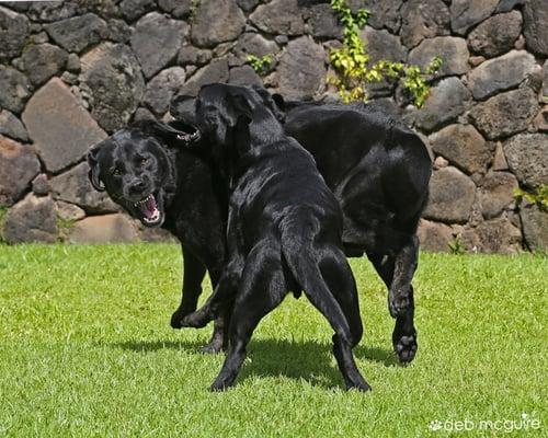 Cody & Nico just fussing around.  Photo by Deb McGuire Photography