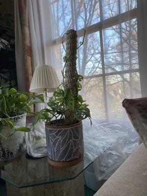 Swiss cheese plant with macrame pole and decorative pot