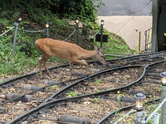 Deer on the tracks