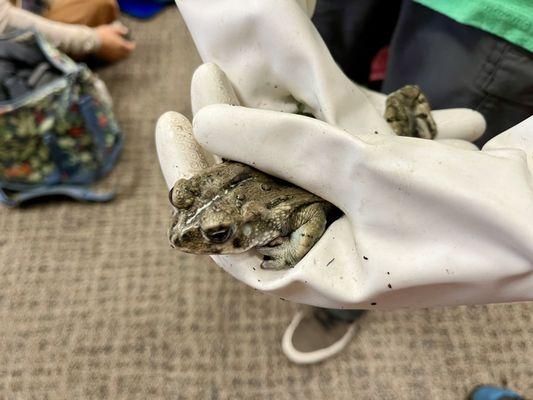 11/14/24 Traveling Naturalist: "Mr. Pickles" Toad