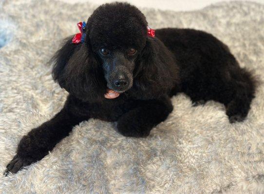 Perfect Poodle!!