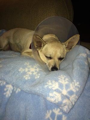 Princess post surgery