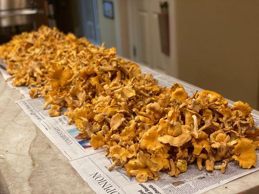 More foraged louisiana mushrooms