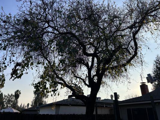 Tree before removal.