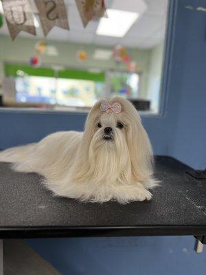 Lulu after her Mini Groom and Spa package! She got her upgraded bows with her loyalty points