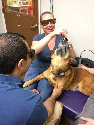 Incentive makes all treatments better.  Buddy loves his cheese!