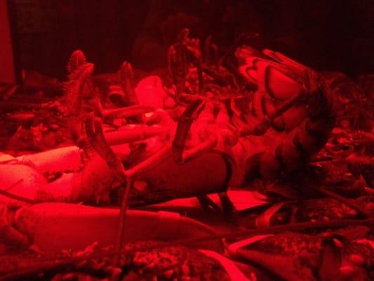 Tank of dead lobsters