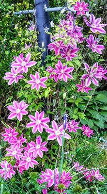 Clematis from walmart N.Versailles walmart