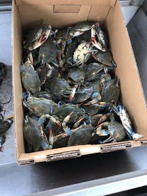 Blue crab $6.99 lb (Price varies)