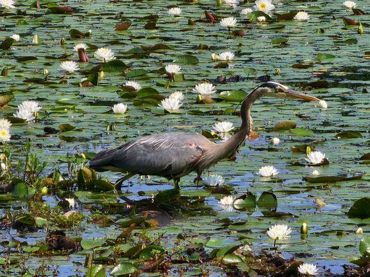 Mass Audubon Broadmoor Wildlife Sanctuary