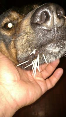 Poor Canine with porcupine quills