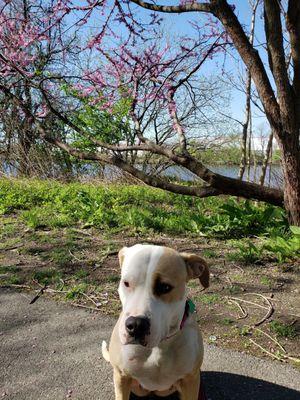 Lola enjoys taking long walks on the trails.