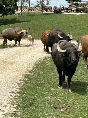 The animals know the carts equal food!