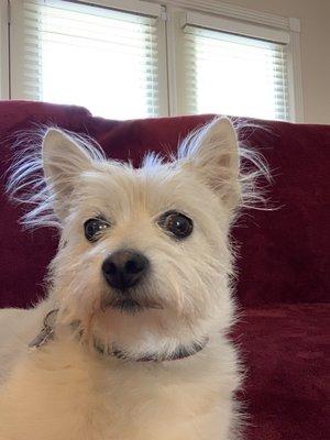 My ChiWestie looking adorable