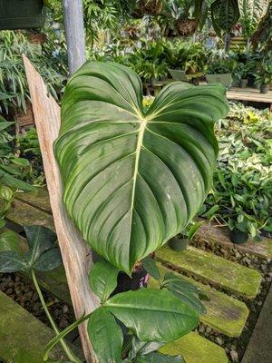 Alocasia Calidora.