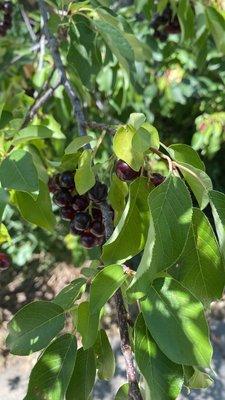 Chokecherry cider?