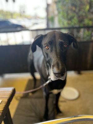 My Great Dane served and treated with the best hospitality in their outdoor patio section.