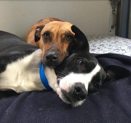 Siblings Dumpling and Charlie love snuggling on our comfy beds!