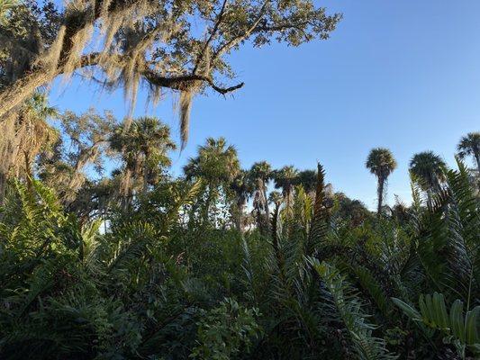 Love the sabal palms!